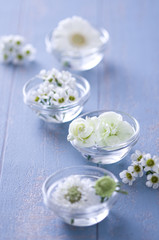 白い花　白　ホワイト　フラワー　お花