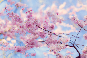 Sakura flowers.