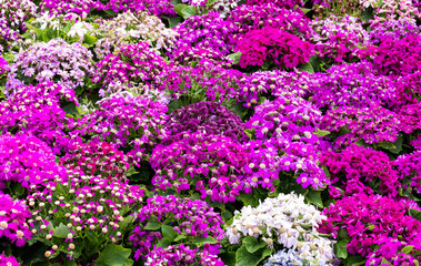 Obraz premium Different senecio flower