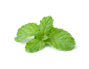 mint leaves isolated on white background
