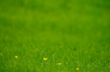 Green Grass