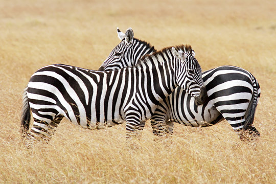 Fototapeta Zebras on the Masai Mara in Africa