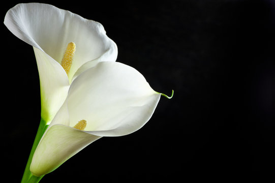 Fototapeta Calla lilies