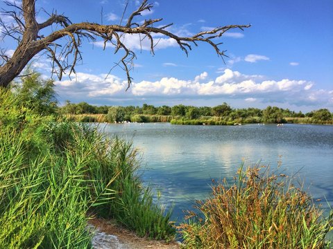 Famingopark in der Camarque