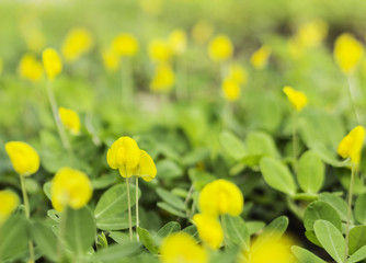 yellow flower Pinto Peanut plant
