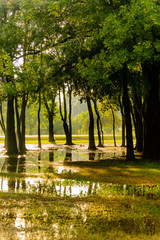 flooded park with standing water