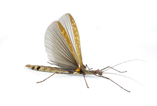 stick insect;  Phasmatodea - Medauroidea extradentata in front o