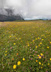 prato fiorito sull' Alpe di Siusi