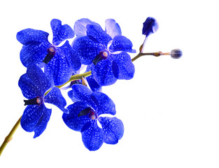 Fototapeta na wymiar Vanda orchid
