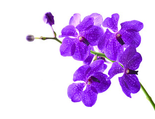 Fototapeta na wymiar Vanda orchid