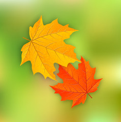 two maple leaves