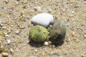 shells and stones