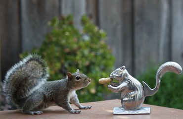 Squirrel meets squirrel