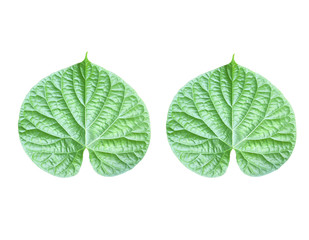 Green leaf