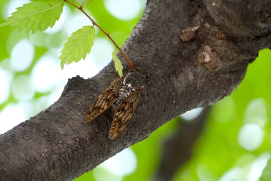 アブラゼミ