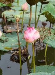 Lotus flower in the pond