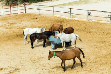 Rider on horse vintage retro style