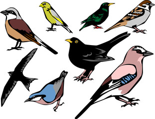 european birds