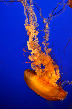Jellyfish