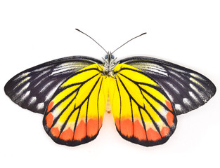 Fototapeta premium Butterfly