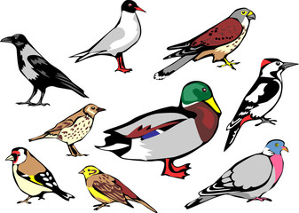 common european birds