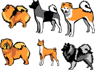 spitz type dog breeds