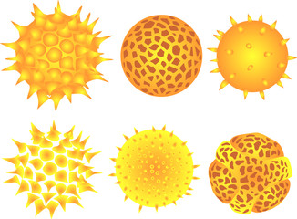 pollen grains