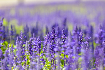 Close-up flowers in summer