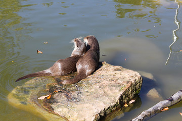 otter