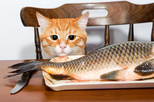 Orange Cat And A Big Fish