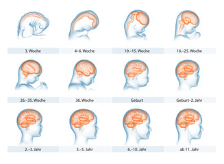 Entwicklung des Gehirns: Zeitstrahl 3D-Illustration