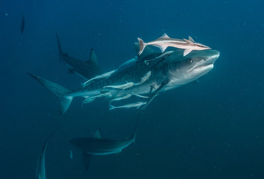 Tiger Shark with blacktip sharks