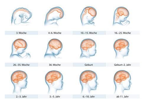 Entwicklung des Gehirns: Zeitstrahl 3D-Illustration