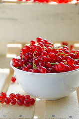 Red currant