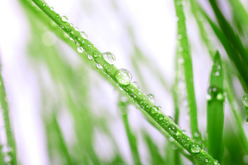Dew drops close up