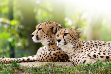 Cheetahs © martinlisner