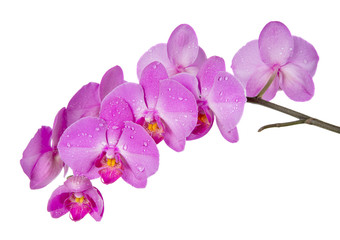 Fototapeta na wymiar Orchid on White