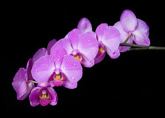 Orchid on black