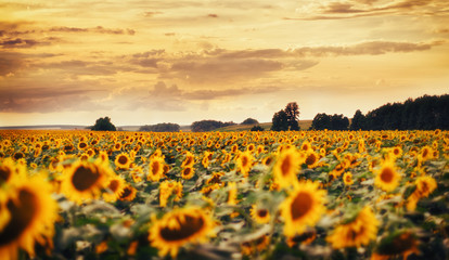 Sunset Sunflower