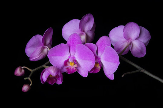 Fototapeta Orchid on black