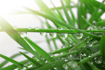 Fresh grass with dew drops close up