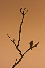 Northern Shikra. silhouette in sunset time