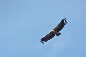 Himalayan griffon vulture flying in Nepal