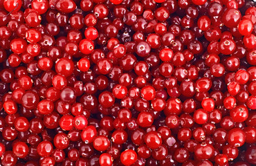 cranberry background