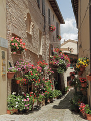 Fototapeta na wymiar old paved street with incredible many flowers in village Spello