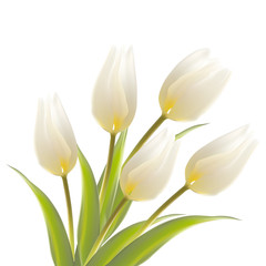 Tulip, floral background.