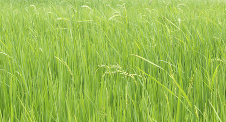 Rice field