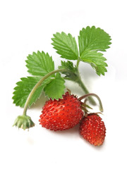 Woodland Strawberry (Fragaria vesca)