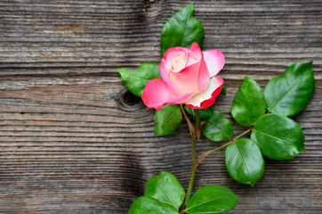Holz Hintergrund Rose