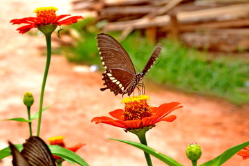 Female Black Swallowtail butterfly feeding on flower